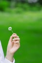 Female hands holding a daisy