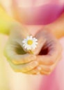 Female hands holding a daisy under a sunny day Royalty Free Stock Photo