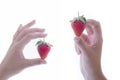 Female hands holding delicious looking strawberries on a light background. Healthy food concept Royalty Free Stock Photo