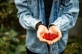 Female hands holding fresh red raspberries on background branch of berries Royalty Free Stock Photo