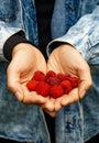 Female hands holding fresh red raspberries on background branch of berries Royalty Free Stock Photo