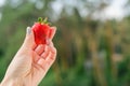 Female hands holding fresh strawberries close up Royalty Free Stock Photo