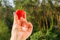 Female hands holding fresh strawberries close up Royalty Free Stock Photo