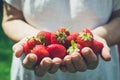 Female hands holding fresh strawberries Royalty Free Stock Photo