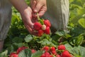 Female hands holding fresh strawberries. Woman picking strawberries in field Royalty Free Stock Photo