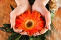 Female hands holding Gerbera orange flower Royalty Free Stock Photo