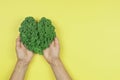 Woman& x27;s hands holding green heart made of fresh curly kale cabbage leaves over yellow background. Love of vegetarian Royalty Free Stock Photo