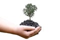 Female hands holding green tree on white background Royalty Free Stock Photo