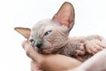 Female hands holding kitten of Canadian Sphynx Cat on white background Royalty Free Stock Photo