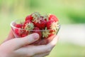 Female hands holding handful of strawberries close up Royalty Free Stock Photo