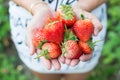 Female hands holding handful of strawberries Royalty Free Stock Photo