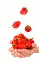 Female hands holding handful of strawberries close up. Royalty Free Stock Photo