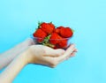 Female hands holding handful of strawberries close up over blue Royalty Free Stock Photo