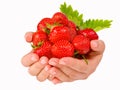 Female hands holding handful of strawberries close up. Royalty Free Stock Photo