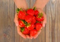 Female hands holding handful of strawberries close up. Royalty Free Stock Photo