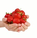 Female hands holding handful of strawberries isolated on white background Royalty Free Stock Photo