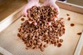 Female hands holding handmade orecchiette of hulled flour