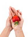 Female hands holding juicy ripe strawberry isolated on white background Royalty Free Stock Photo