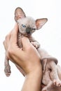 Female hands holding kitten of Canadian Sphynx Cat breed Royalty Free Stock Photo