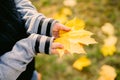 Female hands holding a maple leaf. Aututmn fall park concept Royalty Free Stock Photo