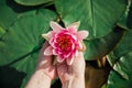 Female hands holding pink lotus blossom Royalty Free Stock Photo