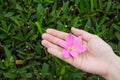 Female hands holding pink rain lily flower with green leafs background Royalty Free Stock Photo