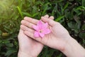 Female hands holding pink rain lily flower with green leafs back Royalty Free Stock Photo