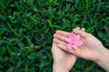 Female hands holding pink rain lily flower with green leafs background Royalty Free Stock Photo