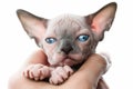 Female hands holding kitten of Canadian Sphynx Cat on white background Royalty Free Stock Photo