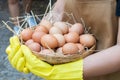 Female hands holding raw eggs and straw in basket, closeup ,using yellow handgrove