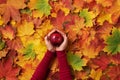 Female hands holding red apple over autumn leaves background. Vegan, vegetarian concept. Top view Royalty Free Stock Photo