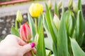 Female hands holding a red tulip bud which grows in a spring flower bed Royalty Free Stock Photo