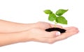 Female hands holding a small plant