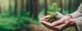 Female hands holding sprout pine tree in nature wild green forest. Earth Day save planet environmental protection