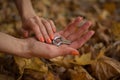 Female hands are holding traditional hutsul drymba or jew`s-harp, the oldest musician instrument in the world on fallen