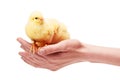 Female hands holding two small yellow chickens Royalty Free Stock Photo