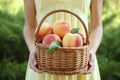 Female hands holding wicker basket with ripe peaches Royalty Free Stock Photo