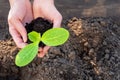 Female hands, holding a young green seedling, sprout in the soil, close-up. Spring planting of plants in the ground Royalty Free Stock Photo