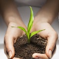 Female hands holding young green seedling sprout in soil, closeup Royalty Free Stock Photo