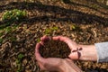 Female hands holding young plant with soil, close up Royalty Free Stock Photo