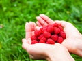 Female hands holds a handful of fresh ripe red raspberries. Close-up. Concept harvesting. Top view Royalty Free Stock Photo