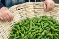 Large basket with fresh padron peppers