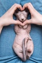 Female hands making sign Heart by fingers in front of muzzle of kitten lying on its back on jeans