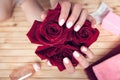 Female hands with manicur hold a roses