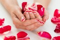 Female Hands With Nail Varnish Holding Rose Petals Royalty Free Stock Photo