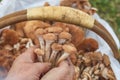 Female hands of not young woman hold forest mushrooms over a basket. shallow depth of field Royalty Free Stock Photo