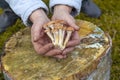 Female hands of not young woman hold forest mushrooms over a basket. shallow depth of field Royalty Free Stock Photo