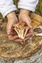 female hands of not young woman hold forest mushrooms over a basket. shallow depth of field Royalty Free Stock Photo