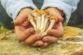 female hands of not young woman hold forest mushrooms over a basket. shallow depth of field Royalty Free Stock Photo