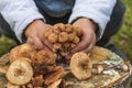 female hands of not young woman hold forest mushrooms over a basket. shallow depth of field Royalty Free Stock Photo